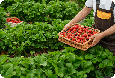 The Ultimate Guide to Organic Vegetables in Your Kitchen